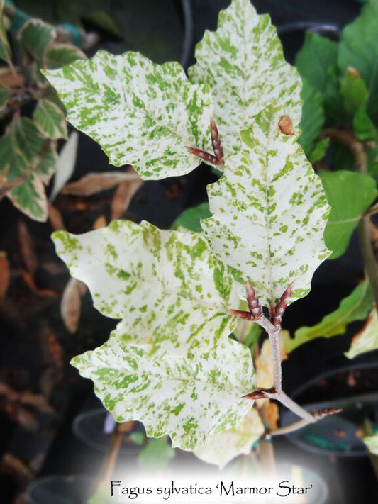 Fagus sylvatica 'Marmor Star'