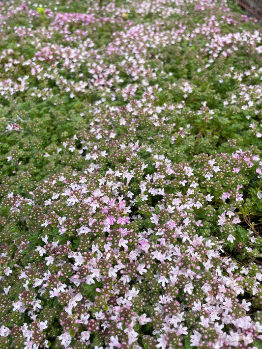 Thymus 'Fairy Pillow'