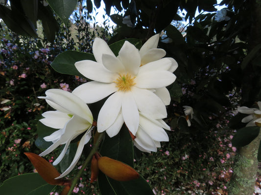 Michelia doltsopa 'Fairy White'