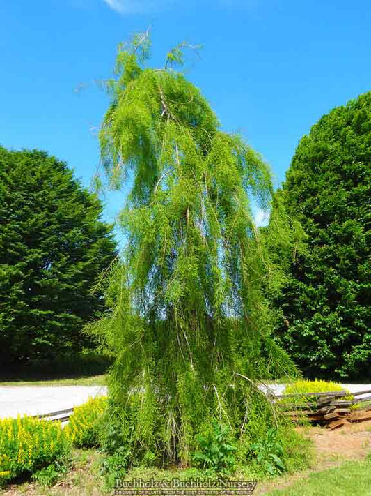 Taxodium distichum 'Falling Waters'