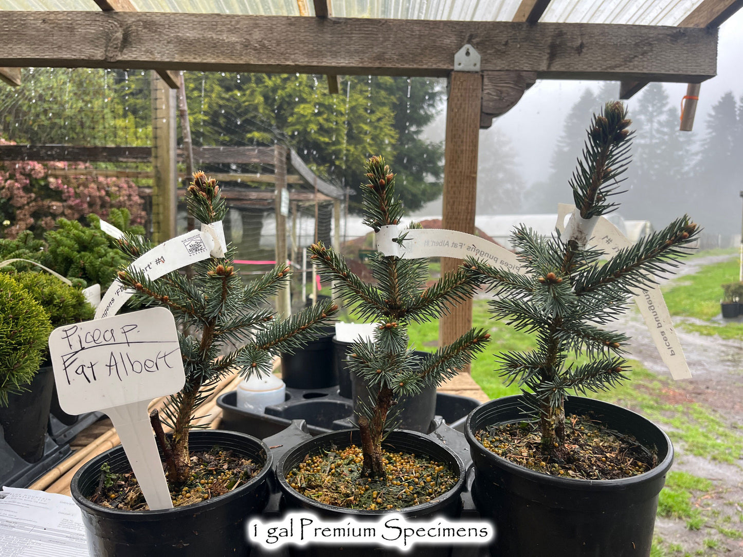 Picea pungens 'Fat Albert'