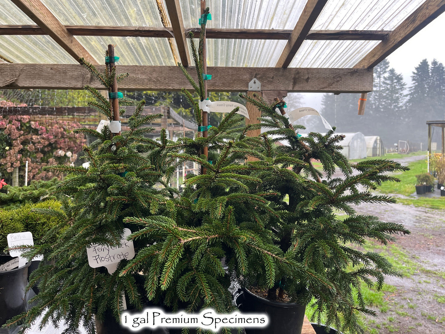 Picea orientalis 'Ferny Creek Prostrate'