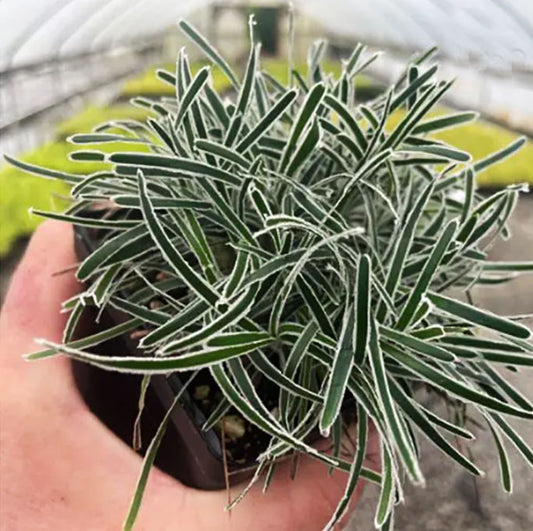 Ficinia truncata ‘Ice Crystal’