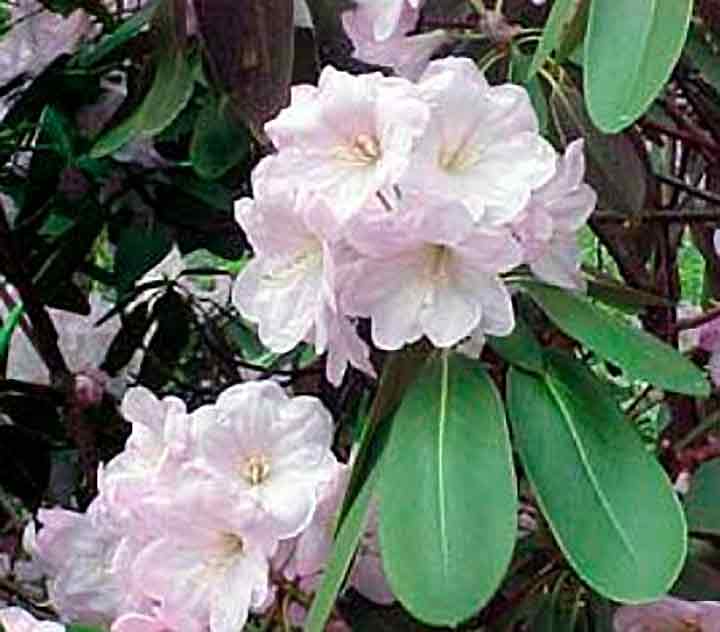 R. fortunei 'Emma and May'