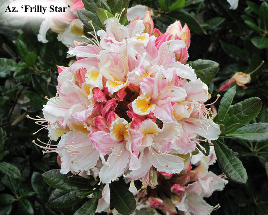 R. occidentale 'Frilly Star'