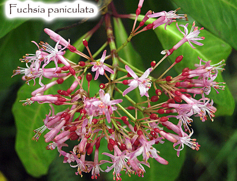 Fuchsia paniculata