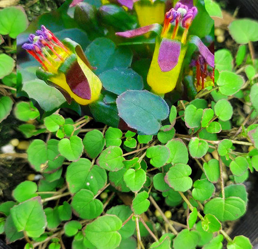 Fuchsia procumbens