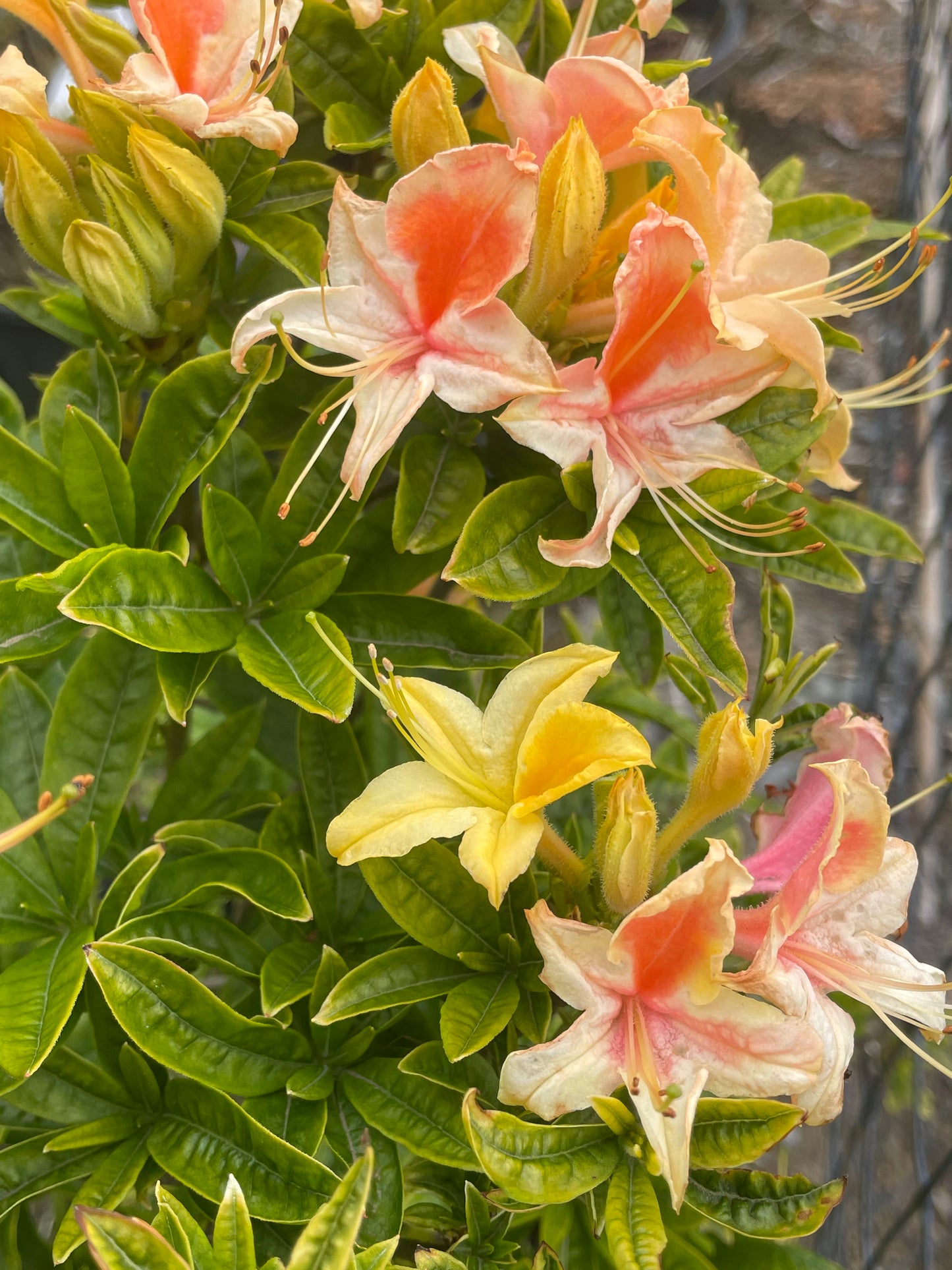 Azalea 'Garden Rainbow'