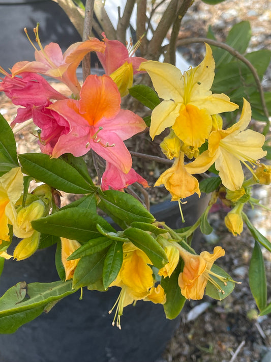 Azalea 'Garden Rainbow'