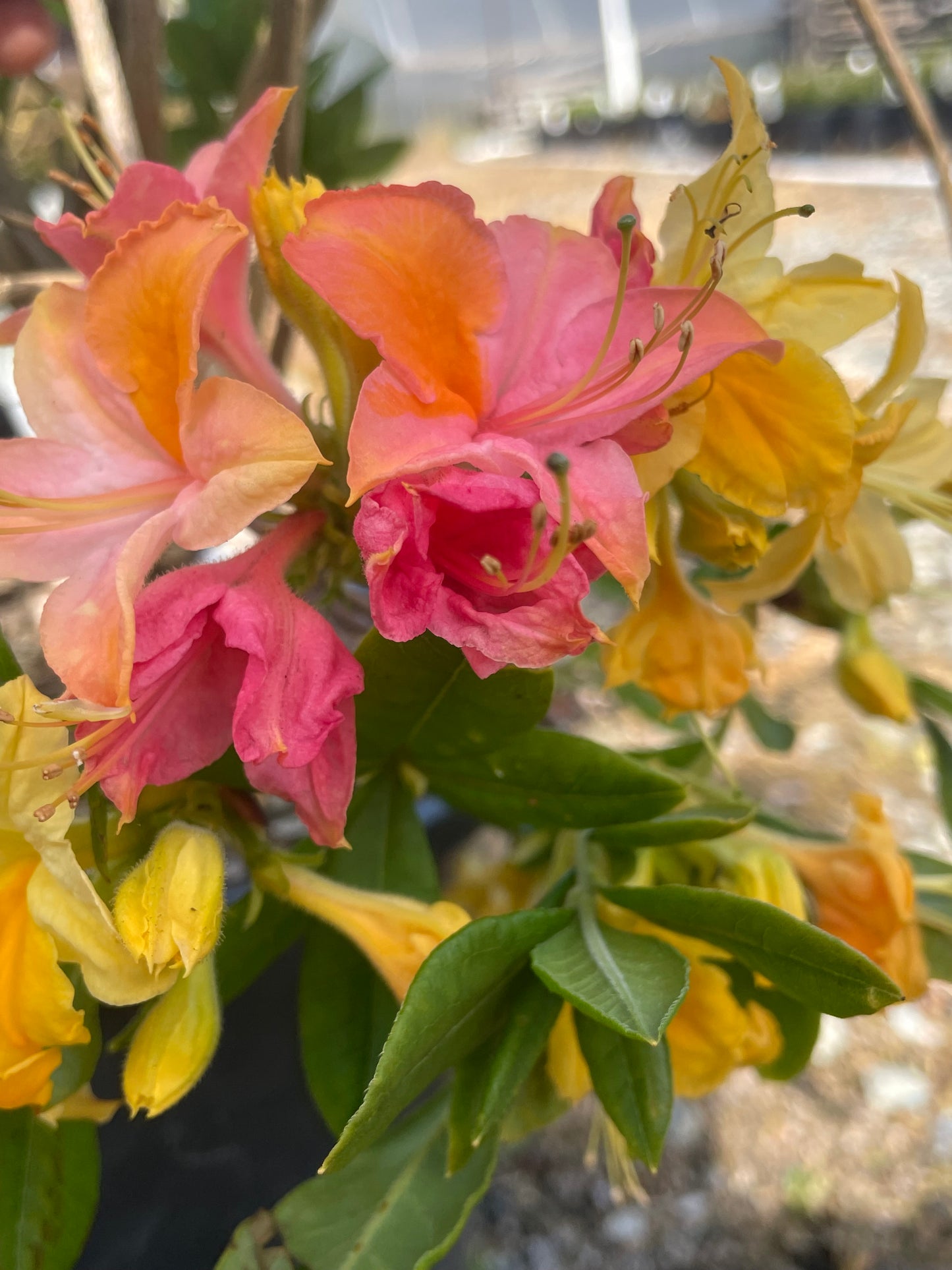 Azalea 'Garden Rainbow'