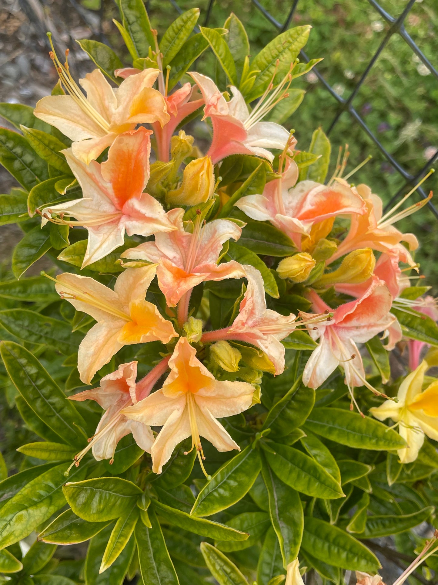 Azalea 'Garden Rainbow'