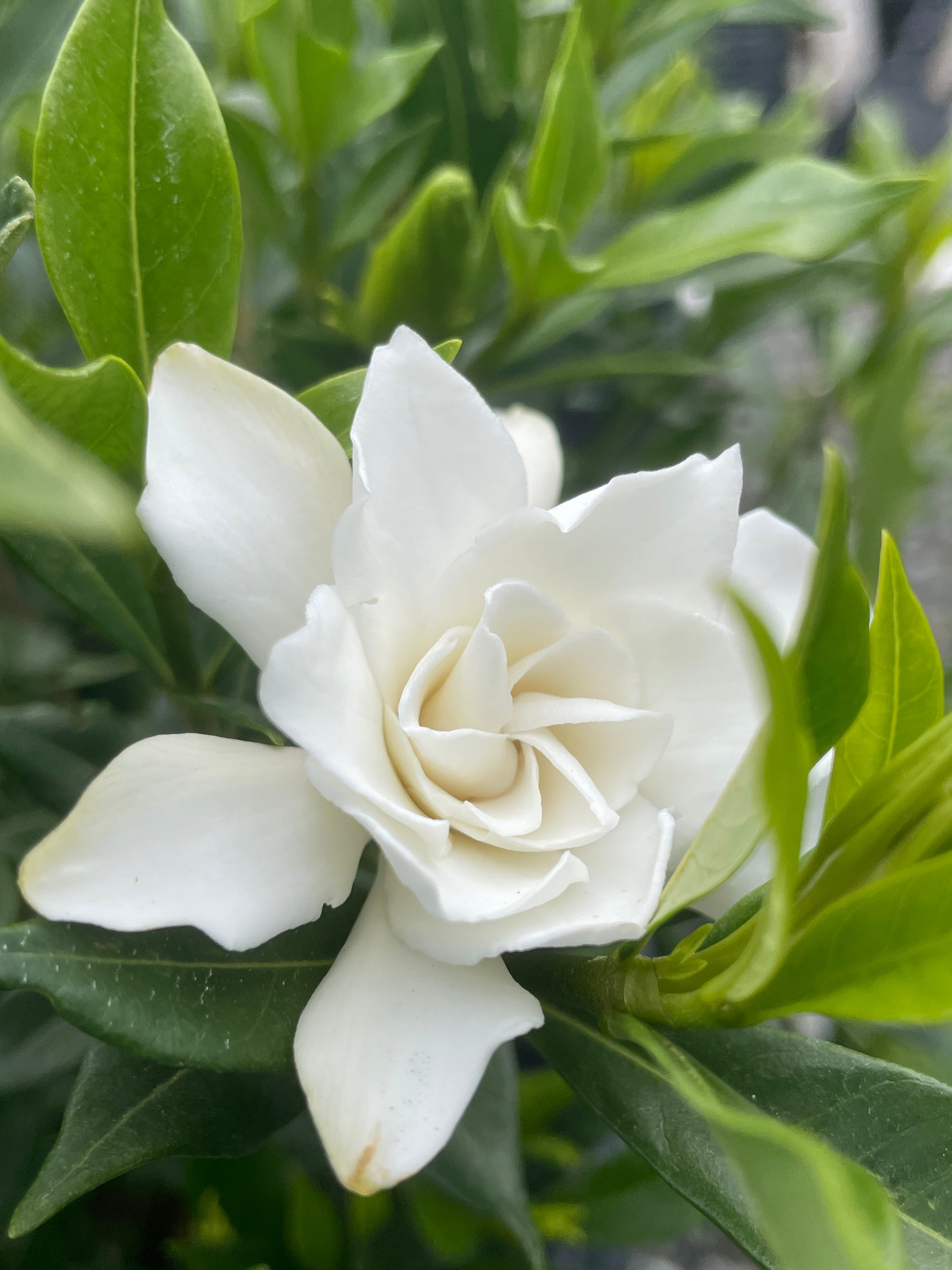 cape jasmine house plant Gardenia jasminoides 'Frostproof'