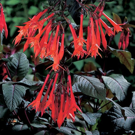 Fuchsia triphylla 'Gartenmeister Bonstedt'