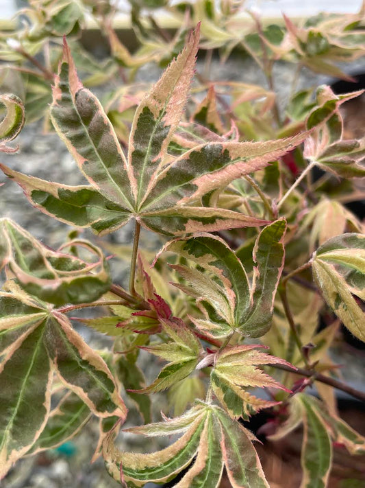 Acer palmatum 'Geisha Gone Wild'