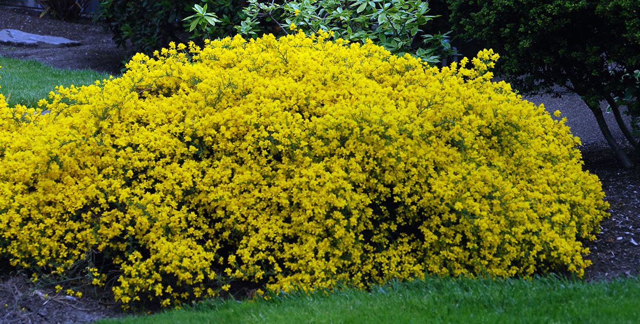 Genista 'Lydia Broom' – Singing Tree Gardens Nursery