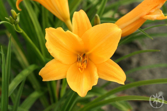 Hemerocallis X Gertrude Condon Daylily