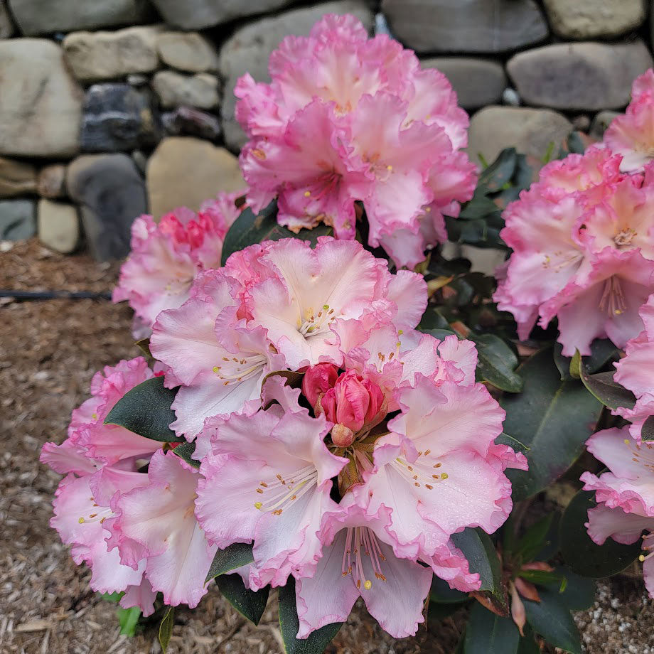 R. 'Gigi Maree'