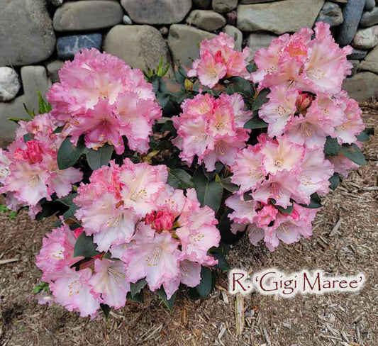 R. 'Gigi Maree'