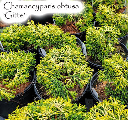 Chamaecyparis obtusa 'Gitte'