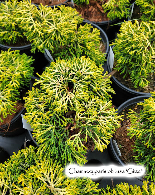 Chamaecyparis obtusa 'Gitte'