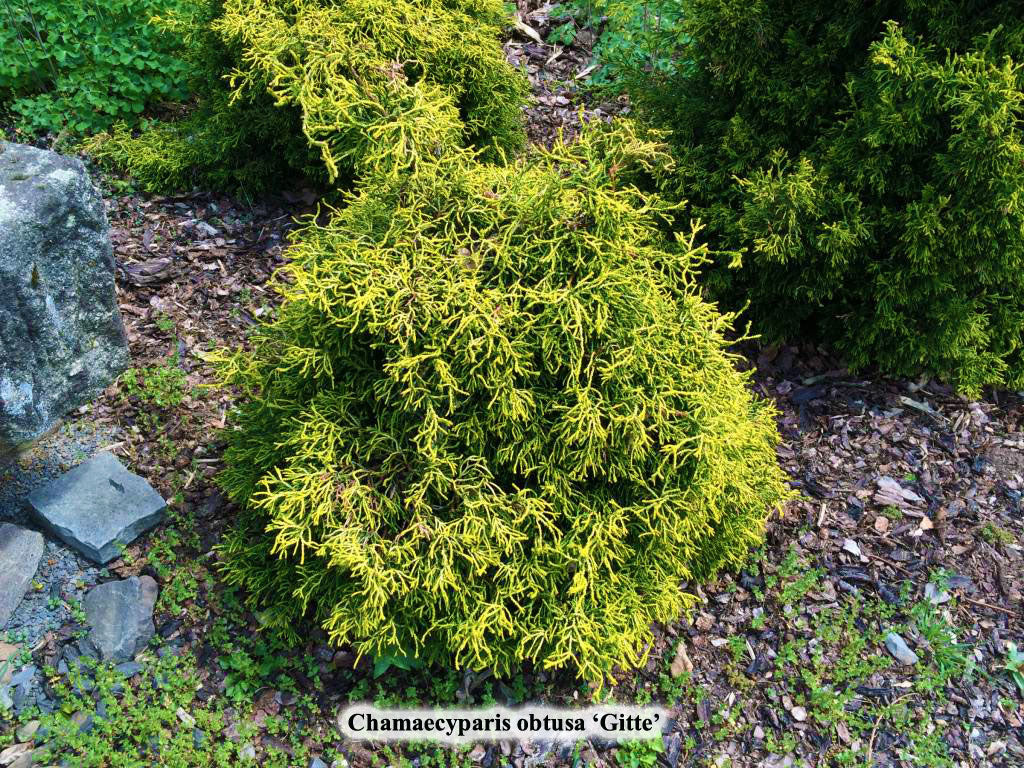 Chamaecyparis obtusa 'Gitte'