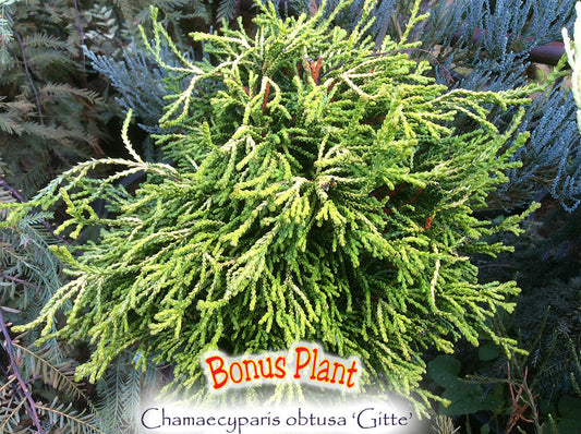 Chamaecyparis obtusa 'Gitte'