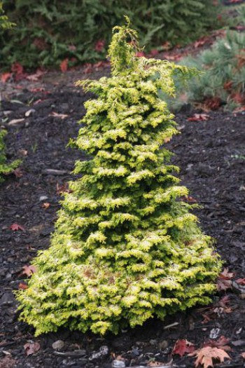 Chamaecyparis obtusa 'Gold Post'