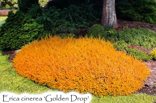 Golden Drop
