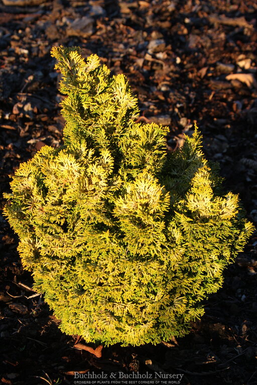 Chamaecyparis obtusa 'Golden Fairy'