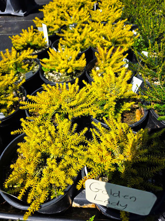 Erica erigena 'Golden Lady'