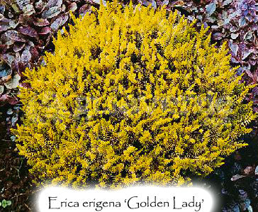 Erica erigena 'Golden Lady'