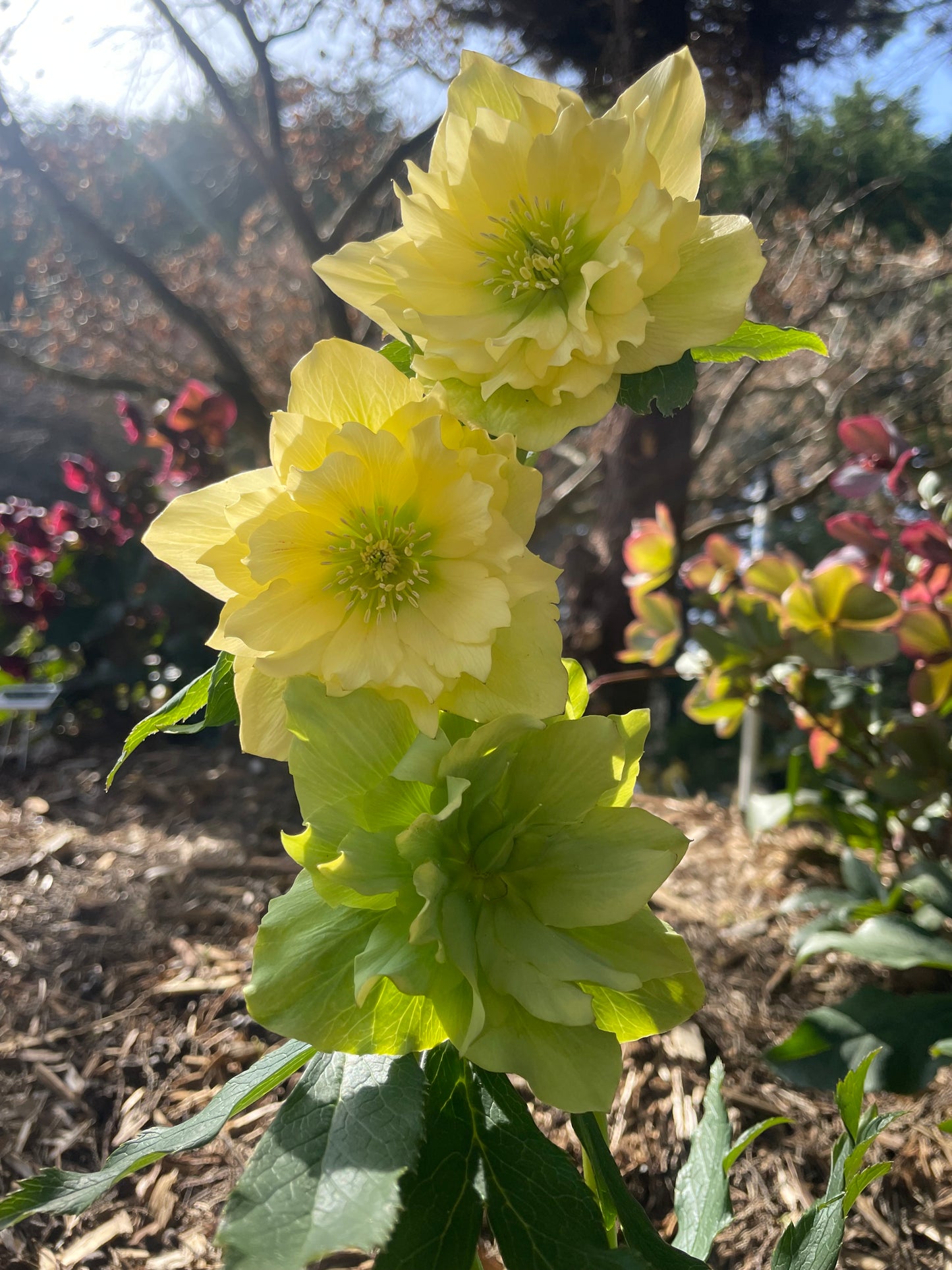 Double helleborus 'Golden Lotus'