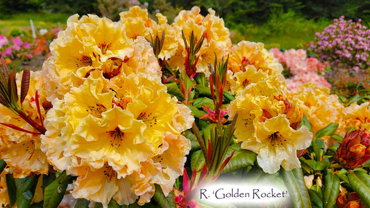 R. 'Golden Rocket'