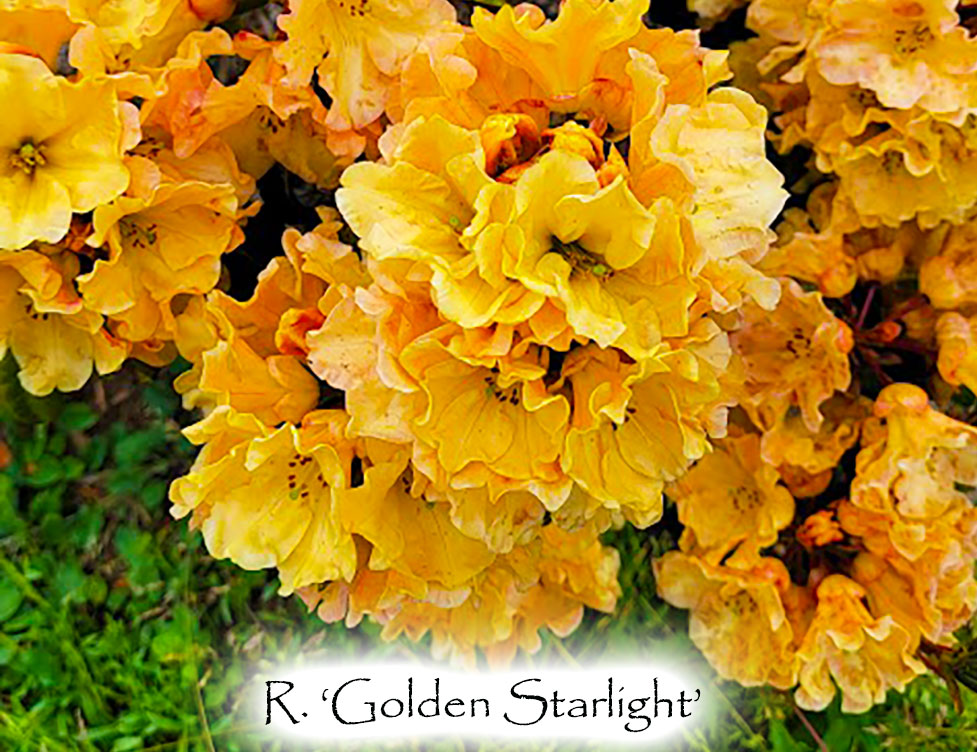 R. Golden Starlight
