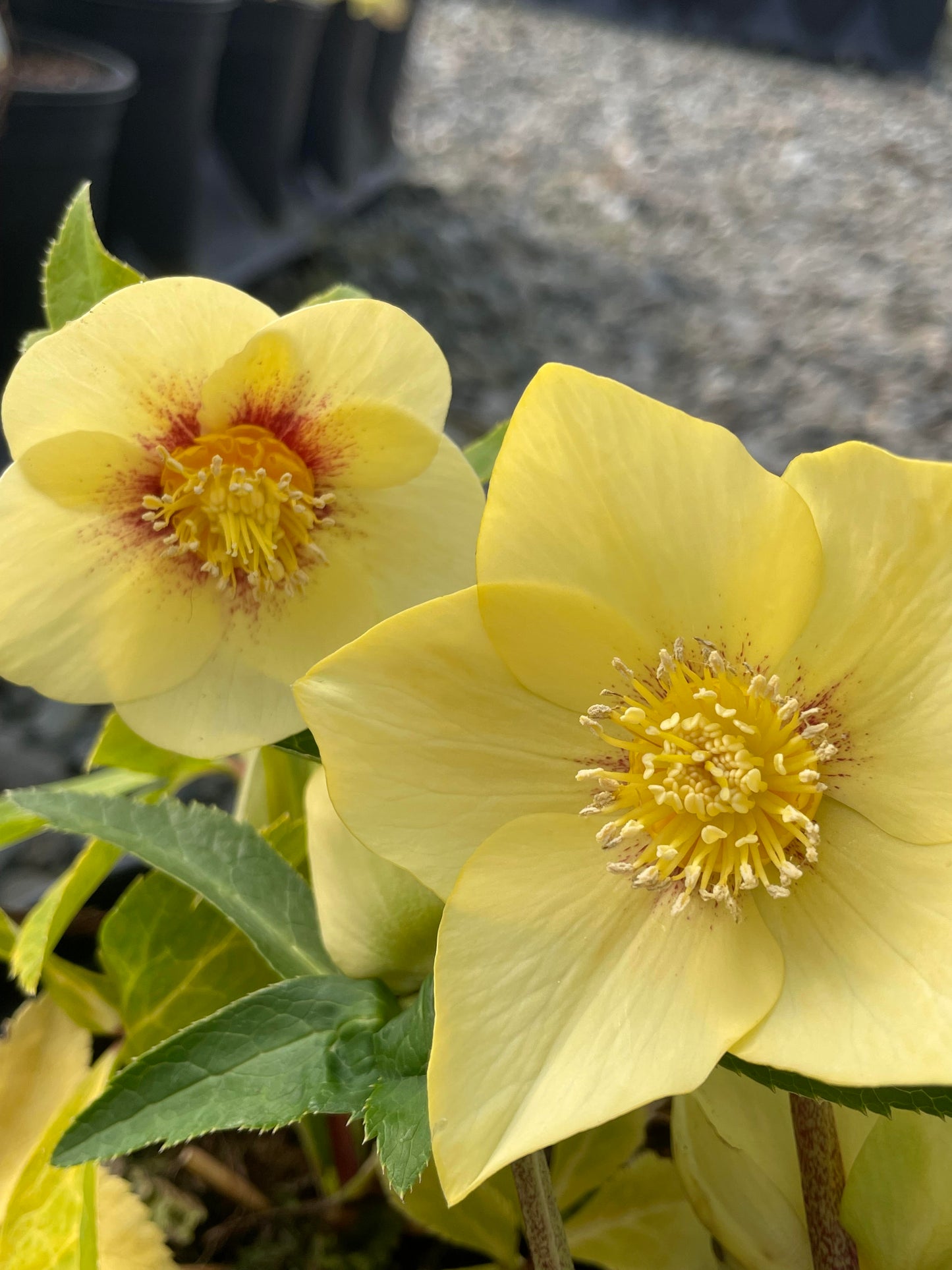 Helleborus Winter Jewels 'Golden Sunrise'