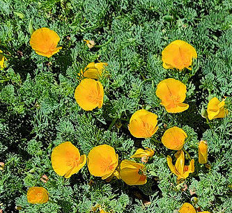 California Poppy 'Golden West' - Eschscholzia californica