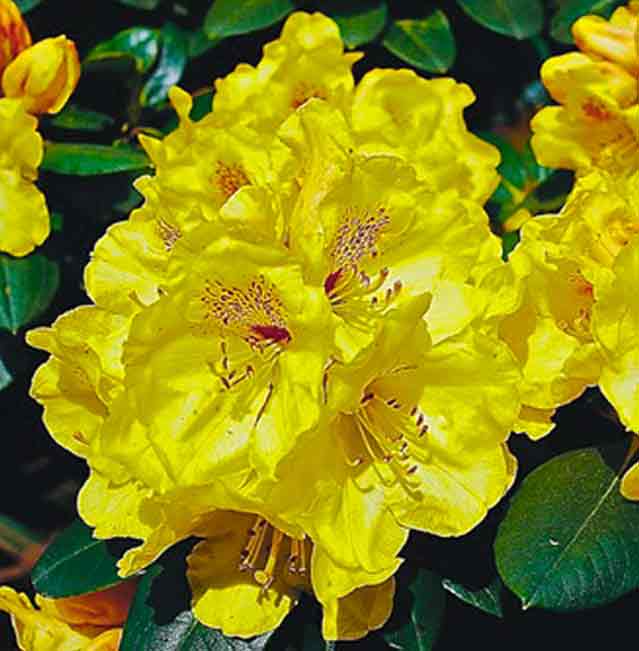 R. 'Goldprinz'