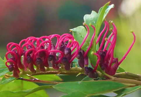 Grevillea gaudichaudii