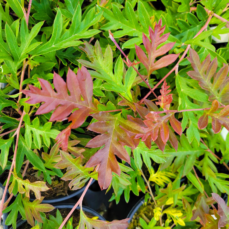 Grevillea gaudichaudii