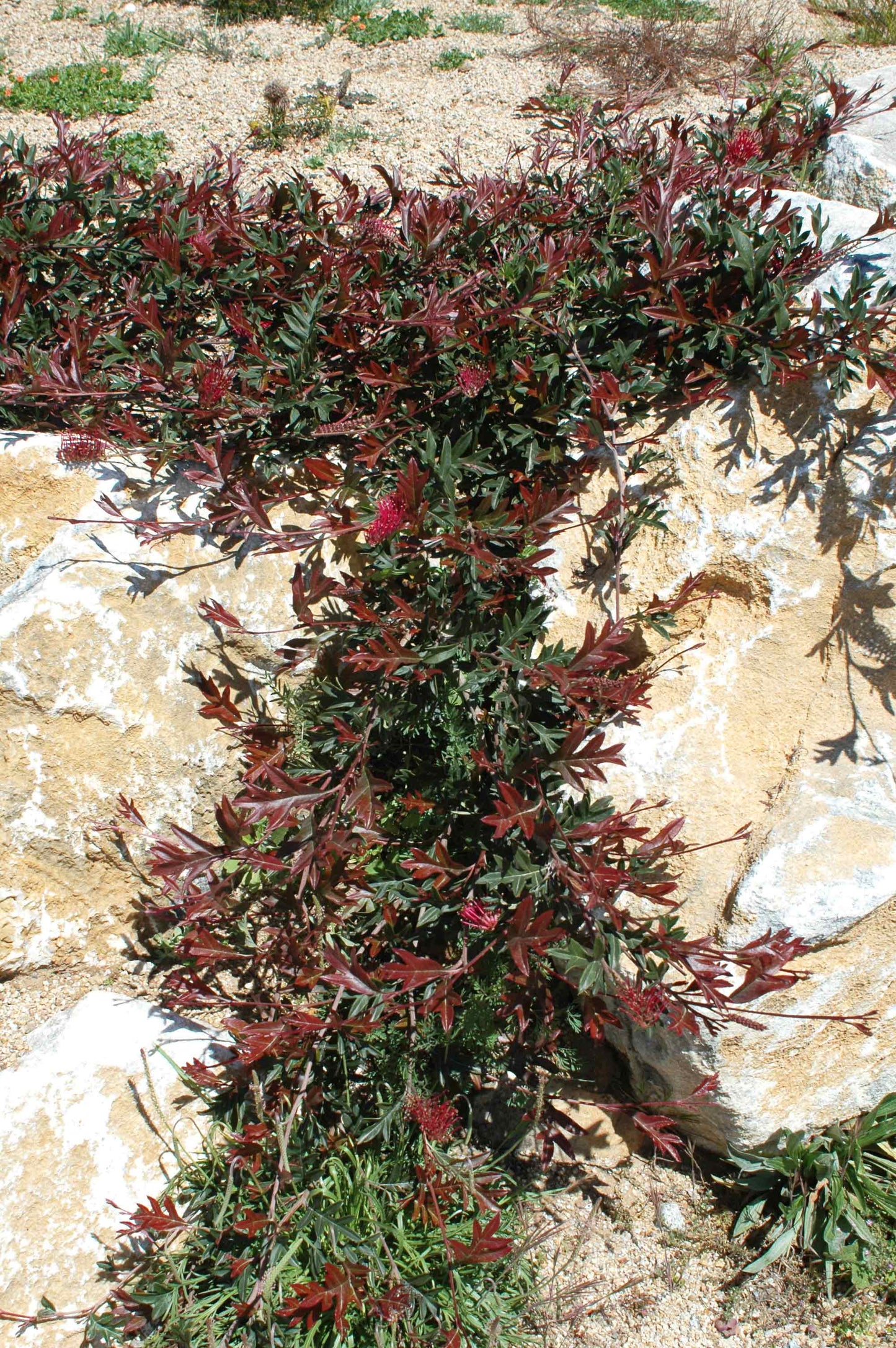 Grevillea gaudichaudii