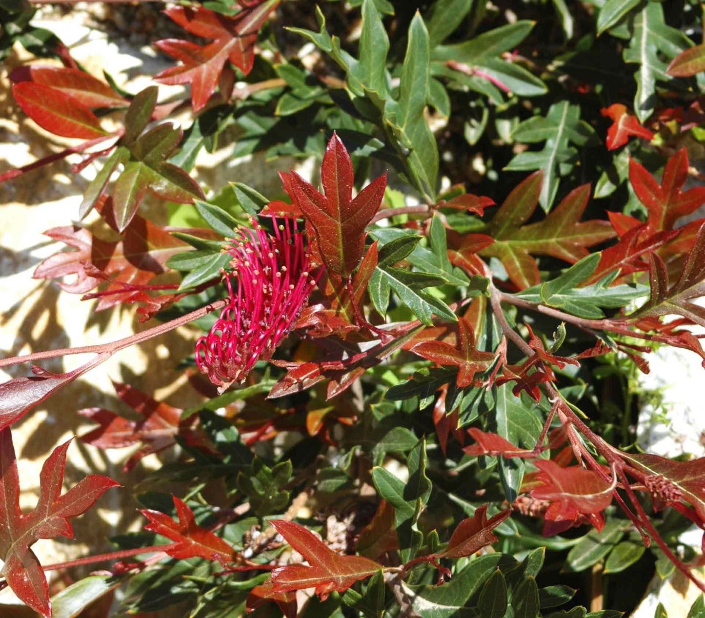 Grevillea gaudichaudii