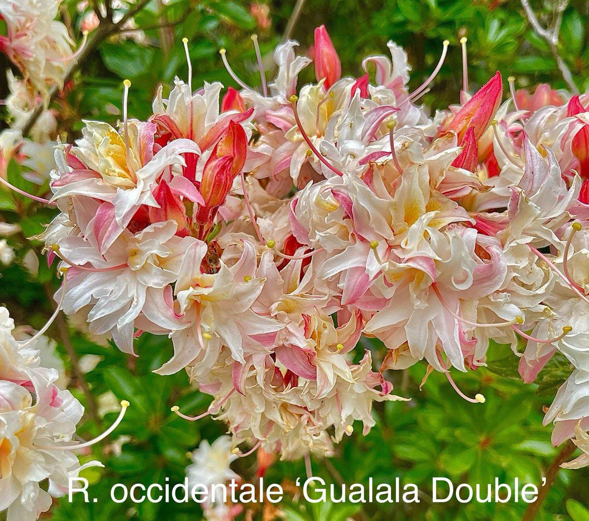 Az. occidentale 'Gualala Double'