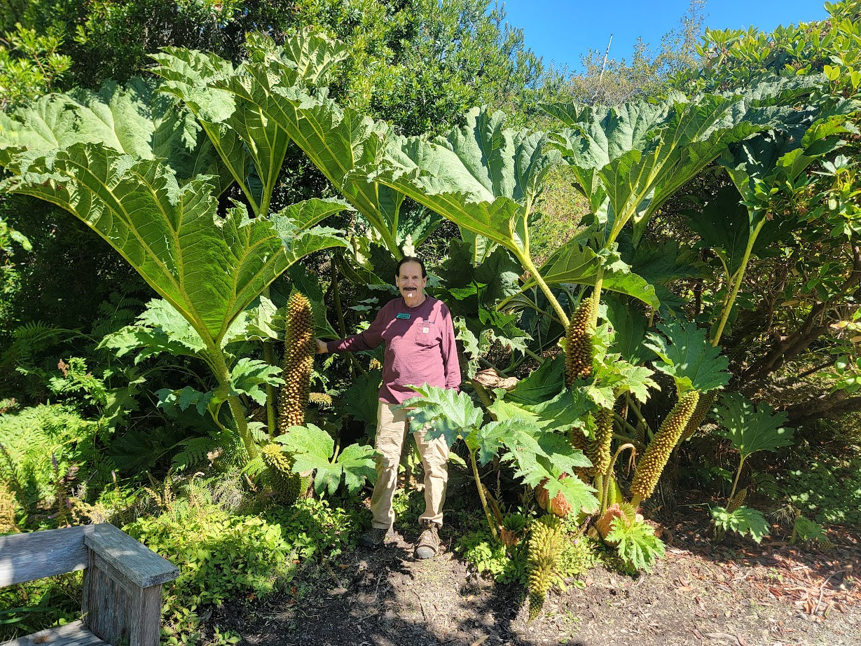 Gunnera tinctoria