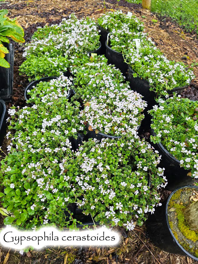 Gypsophila cerastoides