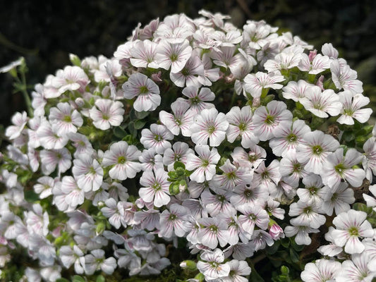 Gypsophila cerastoides