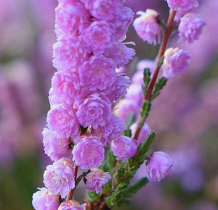 Calluna vulgaris 'H.E. Beale'