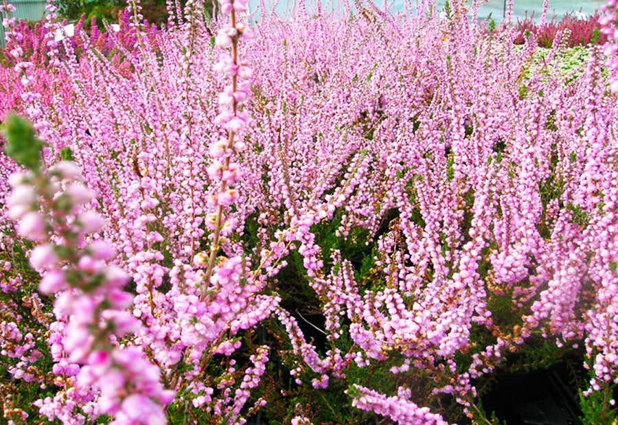 Calluna vulgaris 'H.E. Beale'