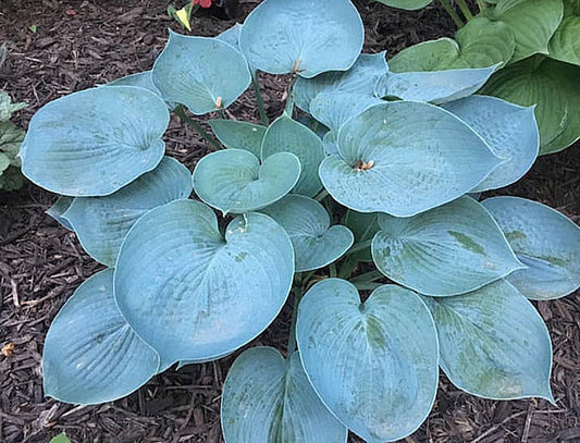 Hosta 'Hadspen Blue'