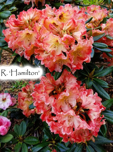 R. 'Hamilton'