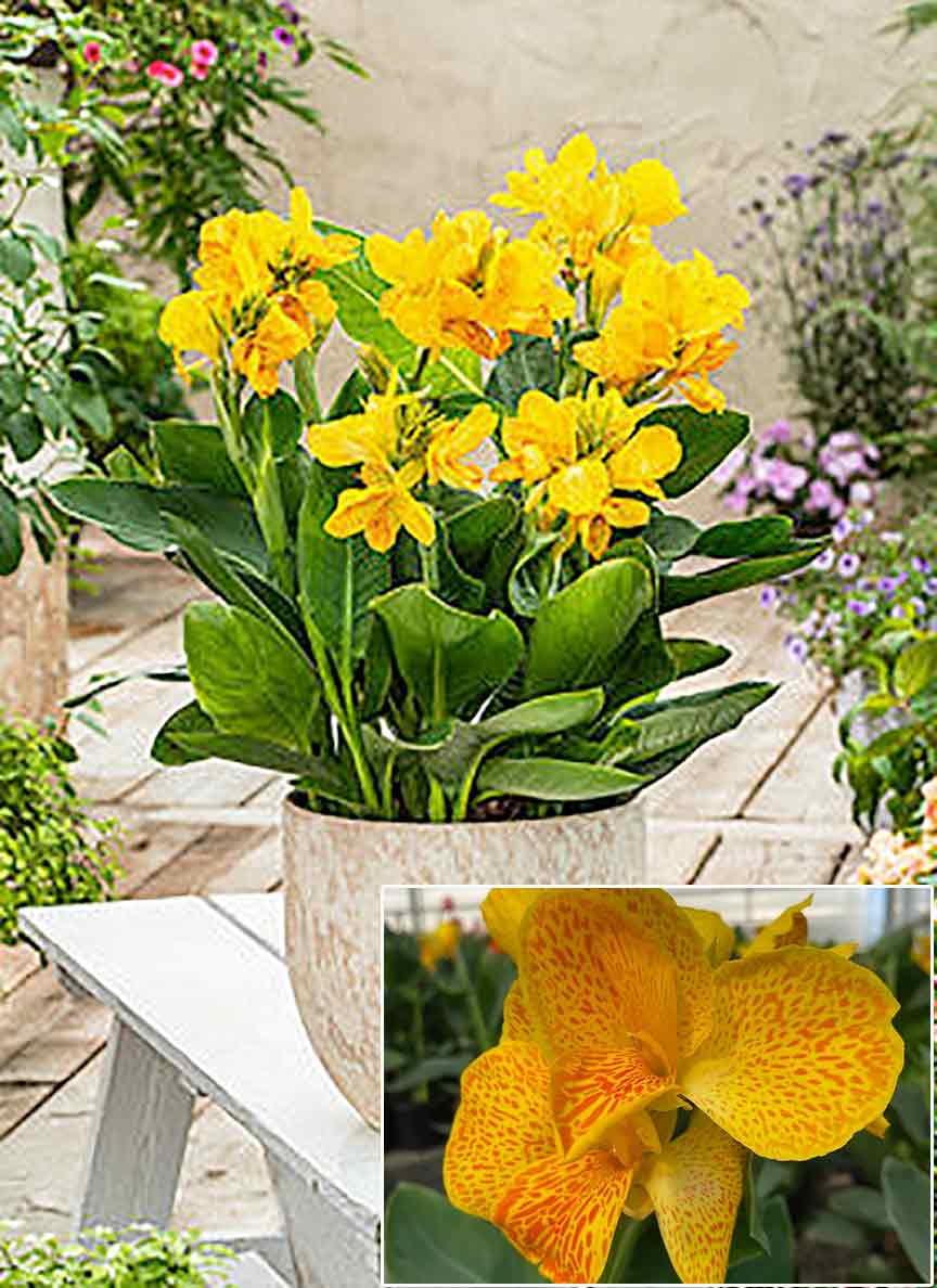 'Happy Emily' Canna Lily – Singing Tree Gardens Nursery